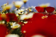 wild field