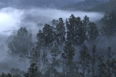 fog clouds