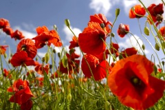 wild poppy plants