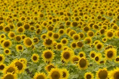 sunflower field