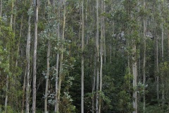 eucalyptus forest