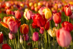 tulip field