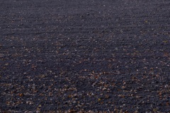 field