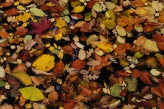 autumn leaves