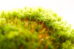 moss