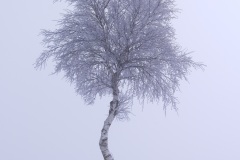 iced tree