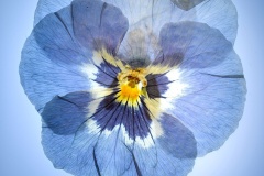 petunia