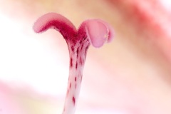 amaryllis pistils