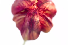 tulip closed