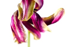 tulip dried up