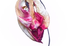 tulip dried up